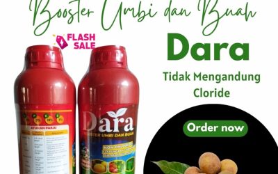 CALL 0812-2882-4834, PUSAT Pupuk Pembesar Buah Kelengkeng Lamongan
