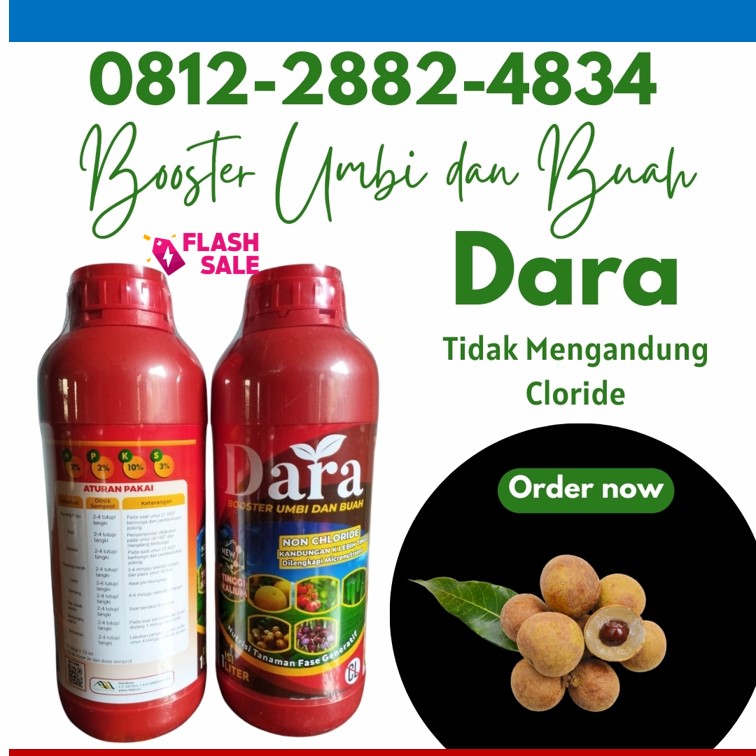 PUSAT Pupuk Pembesar Buah Kelengkeng Lamongan