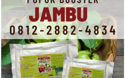 ALAMI! CALL 0812-2882-4834, PUSAT Pupuk Tanaman Jambu SIAK