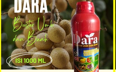 CALL 0812-2882-4834, SUPPLIER Pupuk Booster Kelengkeng Kediri