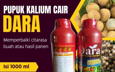 CALL 0812-2882-4834, AGEN Pupuk Buah Kelengkeng Jember