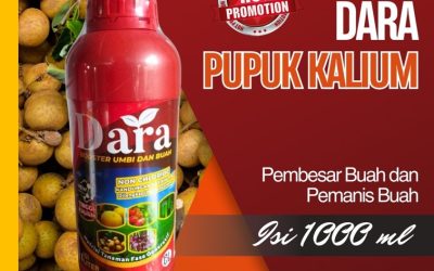 ORGANIK! CALL 0812-2882-4834, AGEN Pupuk Khusus Kelengkeng Bondowoso