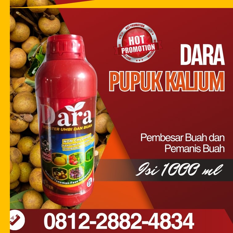 Pupuk Khusus Kelengkeng Bondowoso