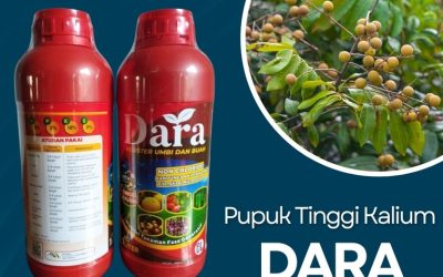 CALL 0812-2882-4834, HARGA Pupuk Pembesar Buah Kelengkeng Bojonegoro
