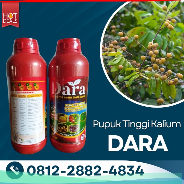 Pupuk Pembesar Buah Kelengkeng Bojonegoro