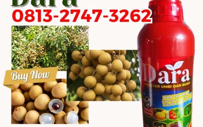 CUMA BULAN INI CALL 0813-2747-3262, GROSIR Pupuk Booster Kelengkeng Ponorogo, Pupuk Pembesar Buah Kelengkeng Probolinggo, Pupuk Khusus Kelengkeng Sampang