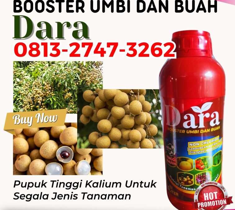 CUMA BULAN INI CALL 0813-2747-3262, GROSIR Pupuk Booster Kelengkeng Ponorogo, Pupuk Pembesar Buah Kelengkeng Probolinggo, Pupuk Khusus Kelengkeng Sampang