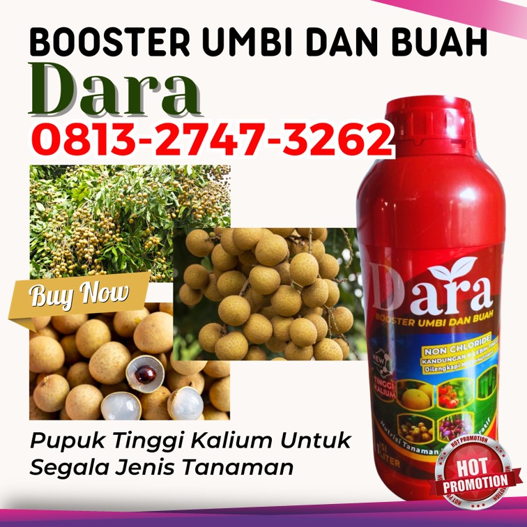 GROSIR Pupuk Khusus Tanaman Kelengkeng Ponorogo, HARGA Pupuk Kelengkeng Matalada Probolinggo, Pupuk Pohon Kelengkeng Sampang