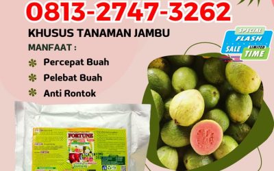 CUMA BULAN INI CALL 0813-2747-3262, GROSIR Pupuk Jambu Batang Tuaka, Pupuk Buah Jambu Concong, Booster Jambu Enok