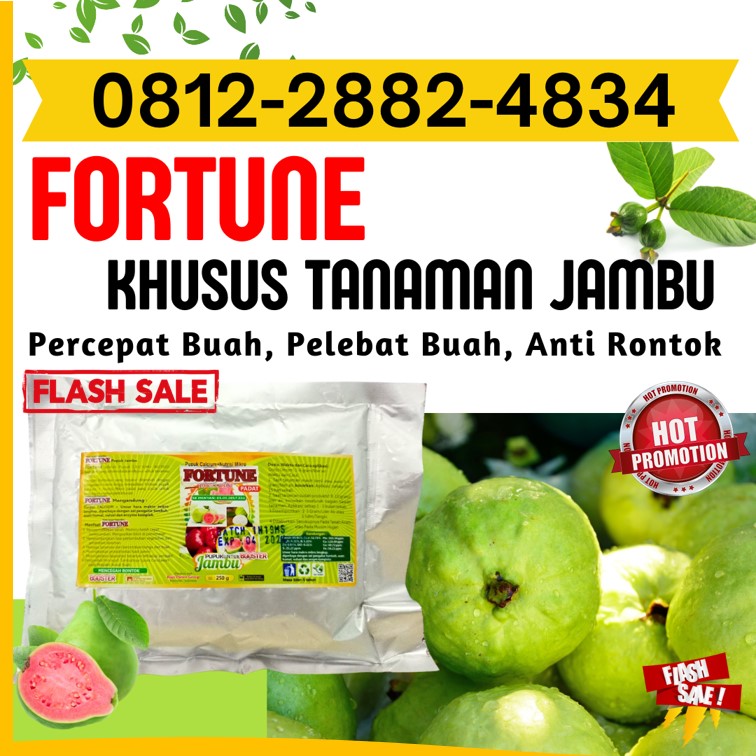 HARGA Pupuk Pembesar Buah Jambu Air Concong, AGEN Pupuk Untuk Buah Jambu Air Enok, Pupuk Untuk Pohon Jambu Air Gaung