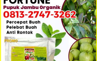 ORGANIK CALL 0813-2747-3262, AGEN Booster Jambu Enok, Pupuk Jambu Organik Gaung, Pupuk Tanaman Jambu Gaung Anak Serka