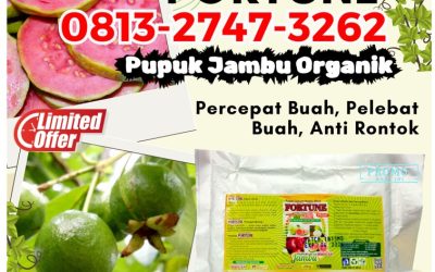 GA MAIN MAIN CALL 0813-2747-3262, DISTRIBUTOR Pupuk Jambu Organik Gaung, Pupuk Tanaman Jambu Gaung Anak Serka, Pupuk Jambu Kateman