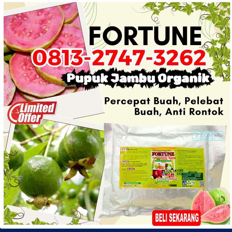 DISTRIBUTOR Pupuk Untuk Pohon Jambu Air Gaung, AGEN Pupuk Jambu Bol Jamaika Gaung Anak Serka, Pupuk Perangsang Buah Jambu Kateman