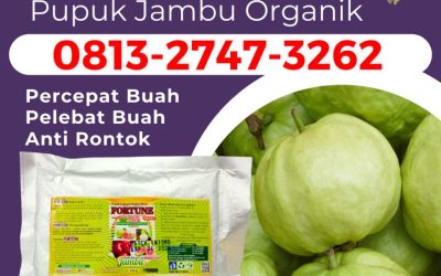 GARA GARA INI CALL 0813-2747-3262, AGEN Pupuk Tanaman Jambu Gaung Anak Serka, Pupuk Jambu Kateman, Pupuk Buah Jambu Kempas