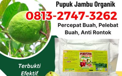 OH JADI INI CALL 0813-2747-3262, TOKO Pupuk Jambu Kateman, Pupuk Buah Jambu Kempas, Booster Jambu Kemuning