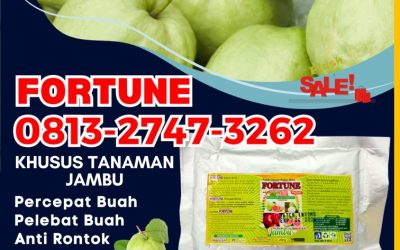 CUMA BULAN INI CALL 0813-2747-3262, SUPPLIER Pupuk Buah Jambu Kempas, Booster Jambu Kemuning, Pupuk Jambu Organik Keritang