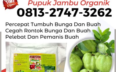 ALAMI CALL 0813-2747-3262, PUSAT Booster Jambu Kemuning, Pupuk Jambu Organik Keritang, Pupuk Tanaman Jambu Kuala Indragiri