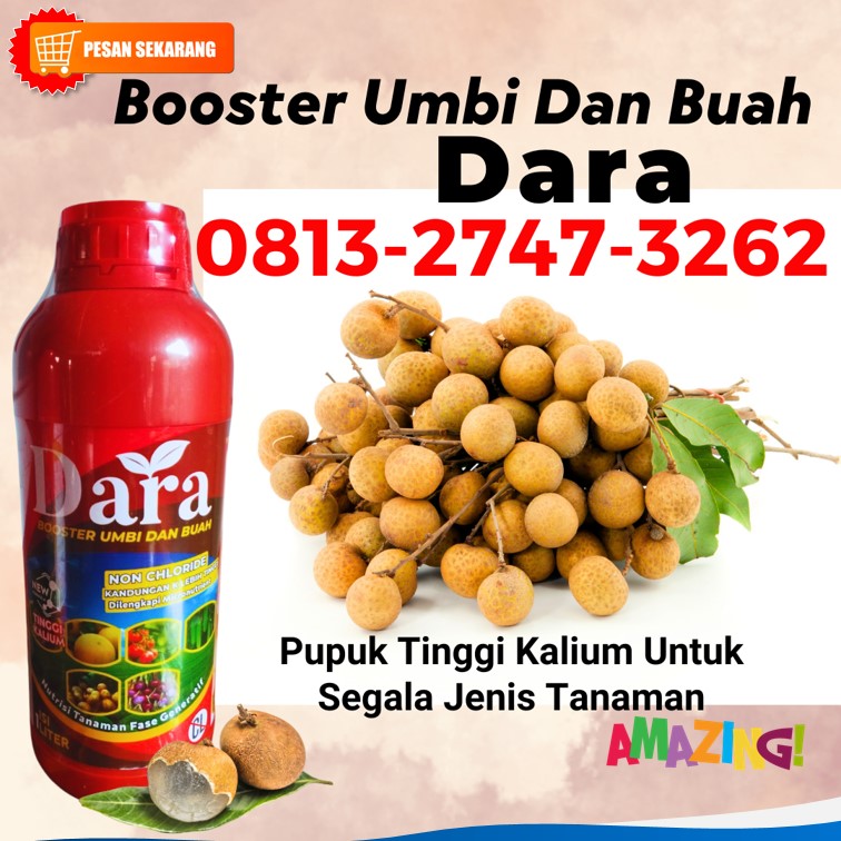 GROSIR Pupuk Untuk Kelengkeng Kota Batu, HARGA Pupuk Kelengkeng Kota Blitar, Pupuk Kelengkeng Agar Buah Tidak Rontok Kota Kediri