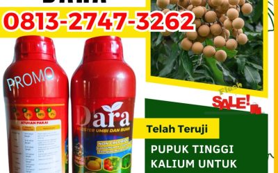 ALAMI CALL 0813-2747-3262, HARGA Pupuk Pembesar Buah Kelengkeng Probolinggo, Pupuk Khusus Kelengkeng Sampang, Pupuk Untuk Kelengkeng Sidoarjo