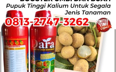 ORGANIK CALL 0813-2747-3262, AGEN Pupuk Khusus Kelengkeng Sampang, Pupuk Untuk Kelengkeng Sidoarjo, Pupuk Buah Kelengkeng Situbondo