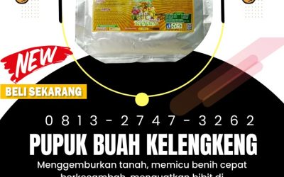 AMPUH! 0813-2747-3262 Distributor Pupuk Kelengkeng Agar Buah Tidak Rontok Demak, Produsen Pupuk Kelengkeng Agar Cepat Besar Purwodadi, Pabrik Pupuk Buah Kelengkeng Jepara