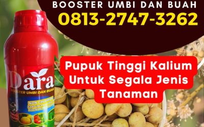 GA MAIN MAIN CALL 0813-2747-3262, DISTRIBUTOR Pupuk Untuk Kelengkeng Sidoarjo, Pupuk Buah Kelengkeng Situbondo, Pupuk Kelengkeng Sumenep