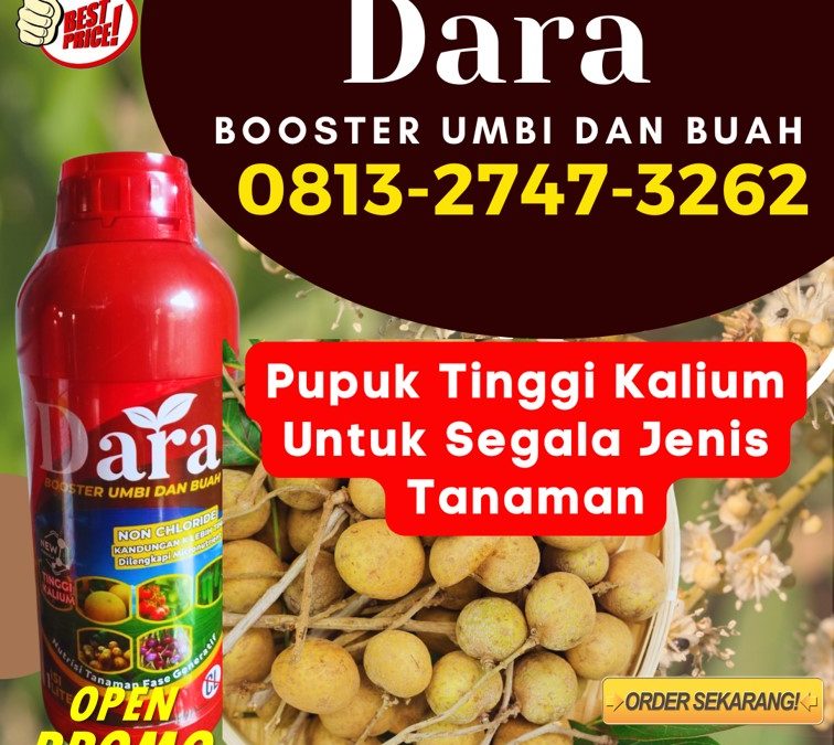 DISTRIBUTOR Pupuk Pembuahan Kelengkeng Sidoarjo, AGEN Pupuk Untuk Pohon Kelengkeng Situbondo, Pupuk Tanaman Kelengkeng Sumenep