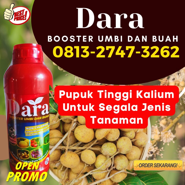 DISTRIBUTOR Pupuk Pembuahan Kelengkeng Sidoarjo, AGEN Pupuk Untuk Pohon Kelengkeng Situbondo, Pupuk Tanaman Kelengkeng Sumenep