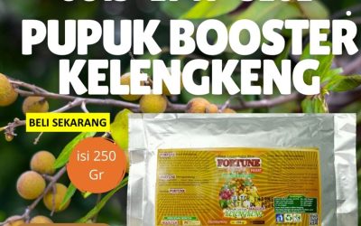 ANTI LAYU! 0813-2747-3262 Produsen Pupuk Kelengkeng Agar Cepat Besar Purwodadi, Pabrik Pupuk Buah Kelengkeng Jepara, Agen Pupuk Alami Kelengkeng Karanganyar