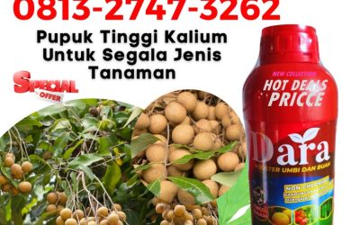 GARA GARA INI CALL 0813-2747-3262, AGEN Pupuk Buah Kelengkeng Situbondo, Pupuk Kelengkeng Sumenep, Pupuk Booster Kelengkeng Trenggalek