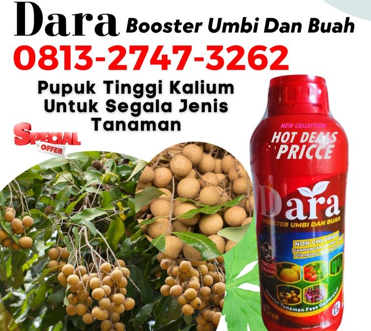 GARA GARA INI CALL 0813-2747-3262, AGEN Pupuk Buah Kelengkeng Situbondo, Pupuk Kelengkeng Sumenep, Pupuk Booster Kelengkeng Trenggalek