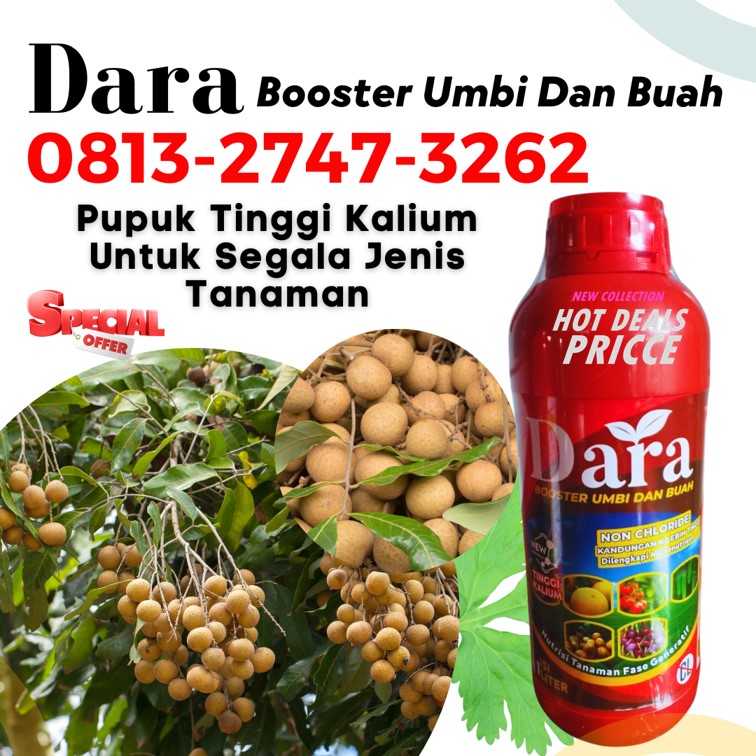 AGEN Pupuk Untuk Pohon Kelengkeng Situbondo, TOKO Pupuk Tanaman Kelengkeng Sumenep, Pupuk Untuk Tanaman Kelengkeng Trenggalek