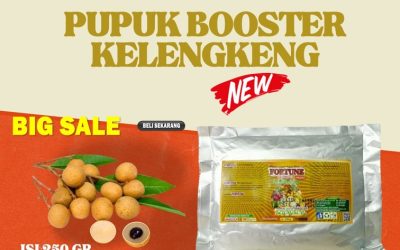 TERBUKTI! 0813-2747-3262 Pabrik Pupuk Buah Kelengkeng Jepara, Agen Pupuk Alami Kelengkeng Karanganyar, Harga Pupuk Kelengkeng Booster Grobogan
