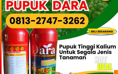 OH JADI INI CALL 0813-2747-3262, TOKO Pupuk Kelengkeng Sumenep, Pupuk Booster Kelengkeng Trenggalek, Pupuk Pembesar Buah Kelengkeng Tuban