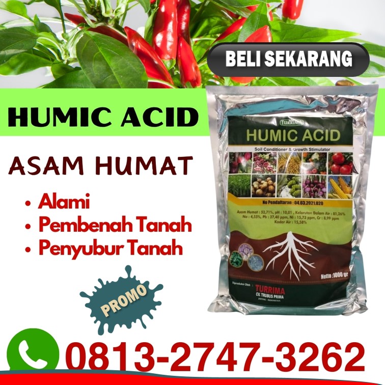 GROSIR Asam Humat Bubuk Bangorejo, HARGA Asam Humat Untuk Cabe Banyuwangi, Asam Humat Untuk Tanaman Cabe Cluring