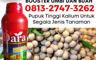 CUMA BULAN INI CALL 0813-2747-3262, SUPPLIER Pupuk Booster Kelengkeng Trenggalek, Pupuk Pembesar Buah Kelengkeng Tuban, Pupuk Khusus Kelengkeng Tulungagung