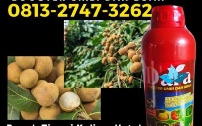 ALAMI CALL 0813-2747-3262, PUSAT Pupuk Pembesar Buah Kelengkeng Tuban, Pupuk Khusus Kelengkeng Tulungagung, Pupuk Untuk Kelengkeng Kota Batu