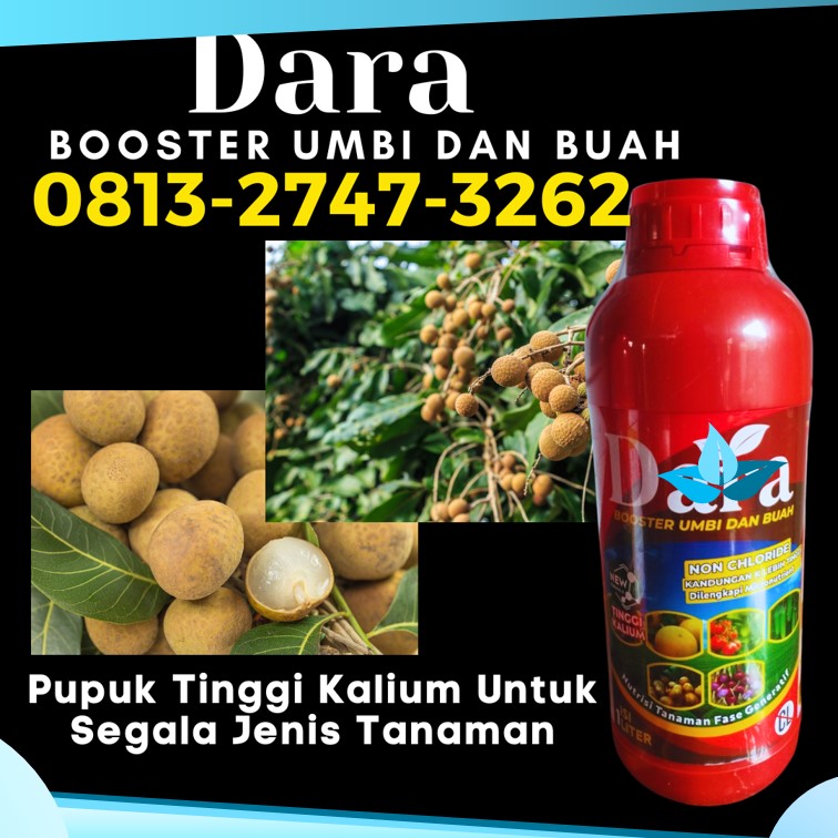 PUSAT Pupuk Terbaik Untuk Tanaman Kelengkeng Tuban, JUAL Pupuk Terbaik Untuk Kelengkeng Tulungagung, Pupuk Untuk Kelengkeng Kota Batu