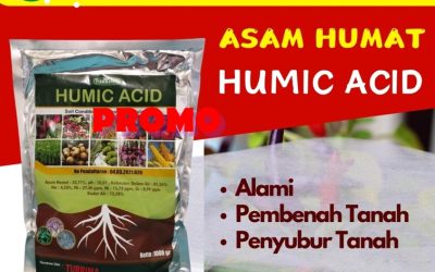 ORGANIK CALL 0813-2747-3262, AGEN Humic Acid Cluring, Asam Humat Terbaik Gambiran, Asam Humat Genteng
