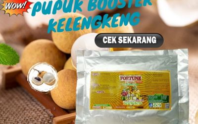 ORI! 0813-2747-3262 Jual Pupuk Yang Cocok Untuk Kelengkeng Kendal, Supplier Pupuk Dasar Kelengkeng Klaten, Suplier Pupuk Kelengkeng Brebes
