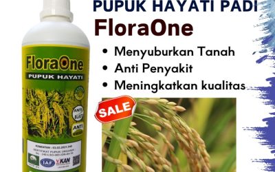 CUMA BULAN INI CALL 0813-2747-3262, GROSIR Pupuk Padi Ciherang Sumba Timur, Pupuk Padi Mekongga Waingapu, Pupuk Padi IR 66 Sumba Barat