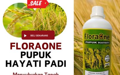 ORGANIK CALL 0813-2747-3262, AGEN Pupuk Padi IR 66 Sumba Barat, Pupuk Padi ST Bagendit Waikabubak, Pupuk Padi Inpari 32 Lembata
