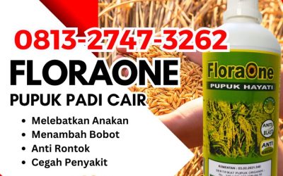 OH JADI INI CALL 0813-2747-3262, TOKO Pupuk Padi Inpari 42 Lewoleba, Pupuk Padi Inpari 49 Rote Ndao, Pupuk Padi Cakrabuana Baa
