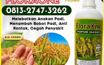 ALAMI CALL 0813-2747-3262, PUSAT Pupuk Padi Cakrabuana Baa, Pupuk Padi Pajajaran Manggarai Barat, Pupuk Padi Sunggal Labuan Bajo