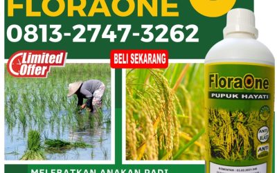 ORGANIK CALL 0813-2747-3262, JUAL Pupuk Padi Pajajaran Manggarai Barat, Pupuk Padi Sunggal Labuan Bajo, Pupuk Padi Ciherang Nagekeo