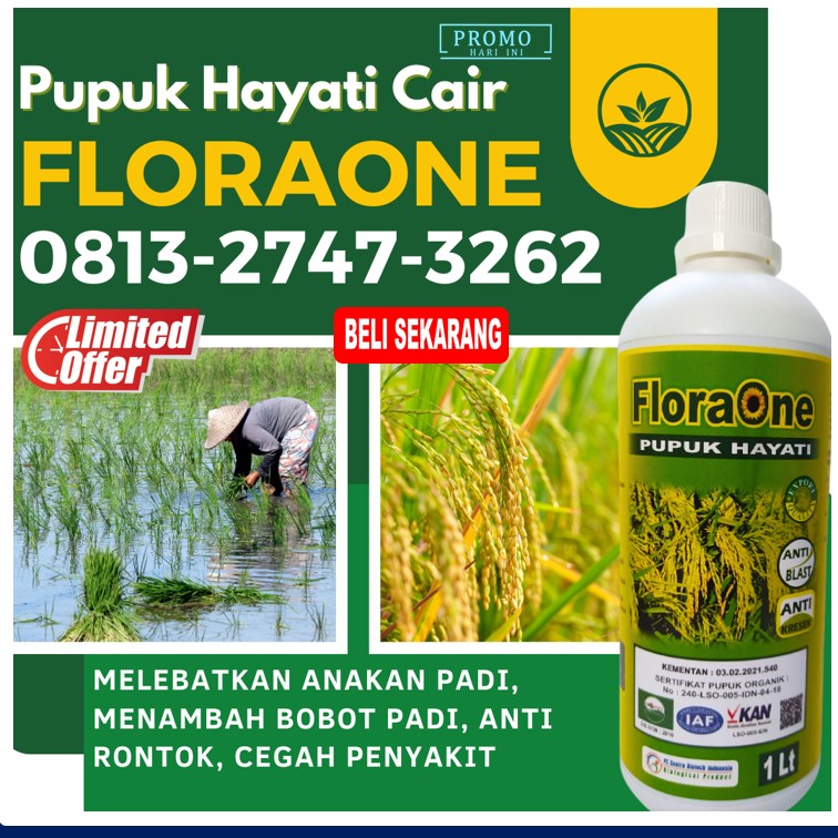 JUAL Pupuk Padi Yang Bagus Manggarai Barat, GROSIR Pupuk Padi Pertama Umur Berapa Labuan Bajo, Pupuk Untuk Pengisian Bulir Padi Nagekeo