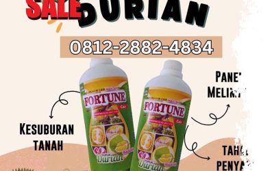 GARANSI ORI! CALL 0812-2882-4834, JUAL pupuk durian Buol, pupuk durian agar cepat berbuah Morowali, pupuk durian agar tidak rontok Bungku