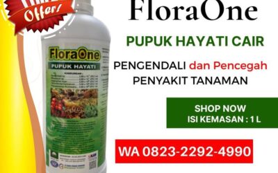 TERBAIK!!! TELP! 0823-2292-4990, PRODUSEN Pupuk kakao agar berbuah lebat dan besar Mamasa, TOKO Pupuk kakao terbaik Mamuju Tengah, SUPPLIER Pupuk kakao masa vegetatif Parigi Moutong