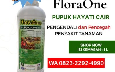 AMPUH!!! TELP! 0823-2292-4990, DISTRIBUTOR Pupuk kakao umur 1 bulan PasangKayu, PRODUSEN Pupuk kakao agar berbuah lebat dan besar Mamasa, TOKO Pupuk kakao terbaik Mamuju Tengah
