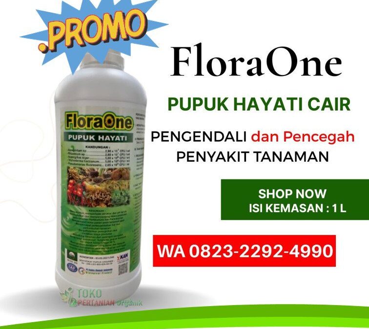 AMPUH!!! TELP! 0823-2292-4990, DISTRIBUTOR Pupuk kakao umur 1 bulan PasangKayu, PRODUSEN Pupuk kakao agar berbuah lebat dan besar Mamasa, TOKO Pupuk kakao terbaik Mamuju Tengah